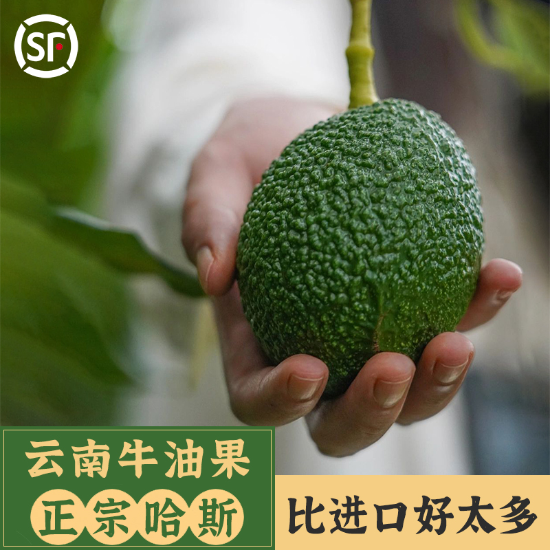 云南孟连国产哈斯hass牛油果新鲜水果鳄梨无巨霸一级大果顺丰包邮