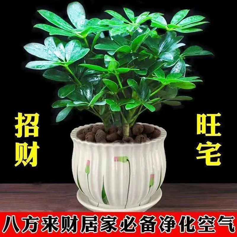 八方来财鸭脚木盆栽四季常青桌面防辐射花卉盆景发财树苗摇钱树
