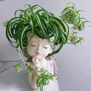 金心卷叶吊兰法国女郎室内外阳台净化空气绿植盆栽水培好养绿植