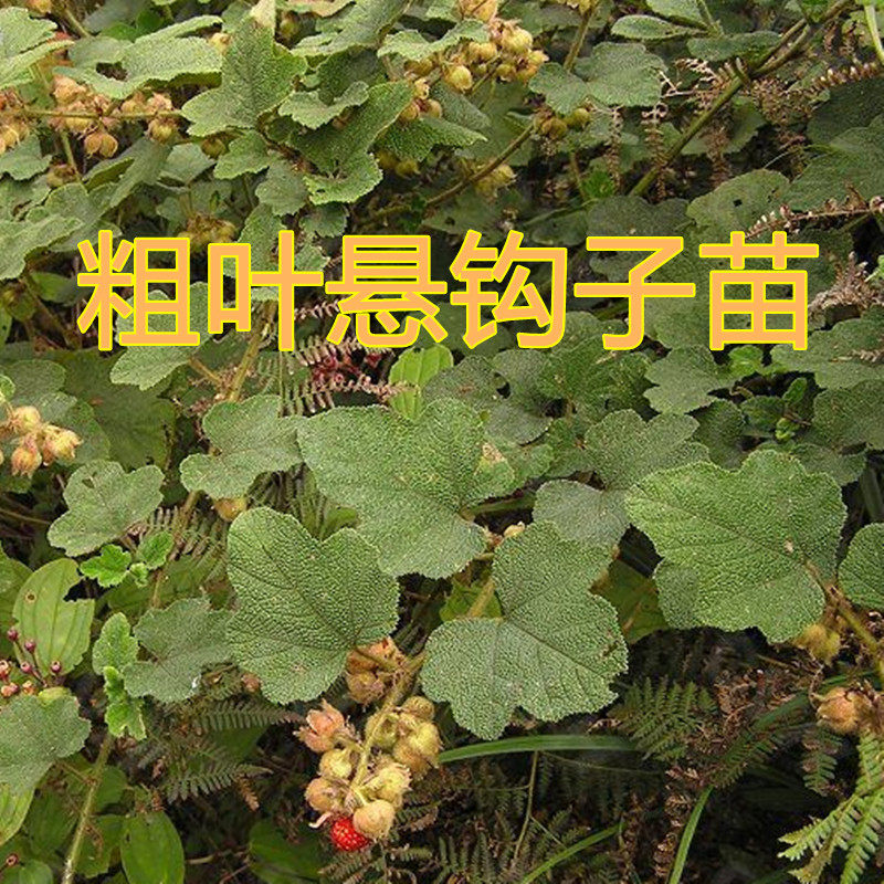粗叶悬钩子苗大叶蛇泡簕八月泡中草药藤叶狗头泡老虎泡植物观叶
