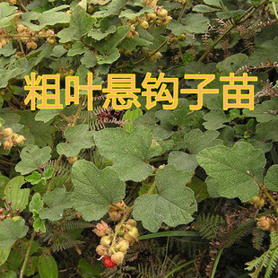 粗叶悬钩子苗大叶蛇泡簕八月泡中草药藤叶狗头泡老虎泡植物观叶