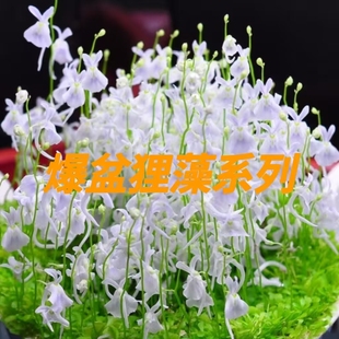 爆盆狸藻合集小白兔狸藻海妖女狸藻食虫植物生态缸微景观苔藓造景