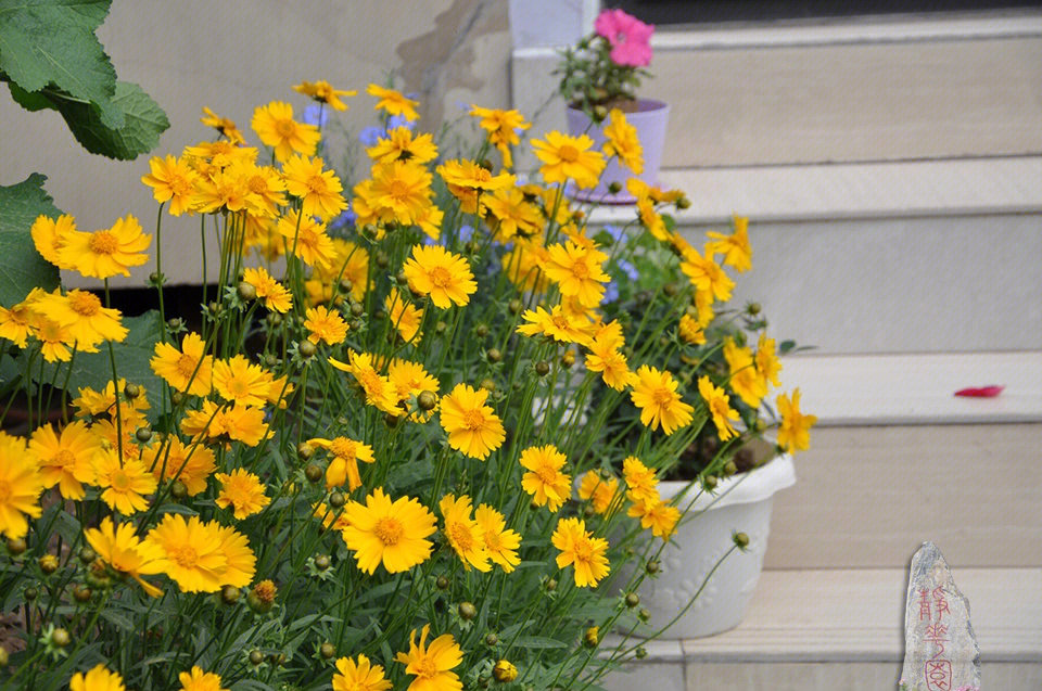 大花金鸡菊花多年生宿根花卉 庭院 四季开花 耐寒品种