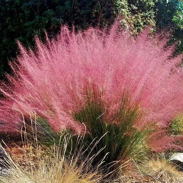 粉黛乱子草多年生草本植物四季好养喜阳耐旱庭院园林观赏草绿化苗