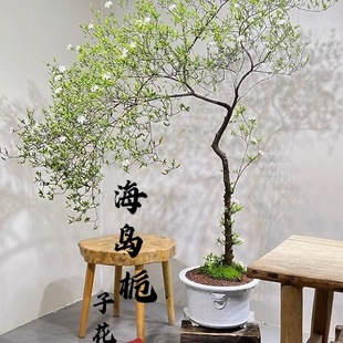 精品海岛栀子花春花专业盆景素材老桩室内客厅造景盆栽一物一拍