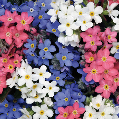 勿忘草种子价格 勿忘草种子图片 星期三