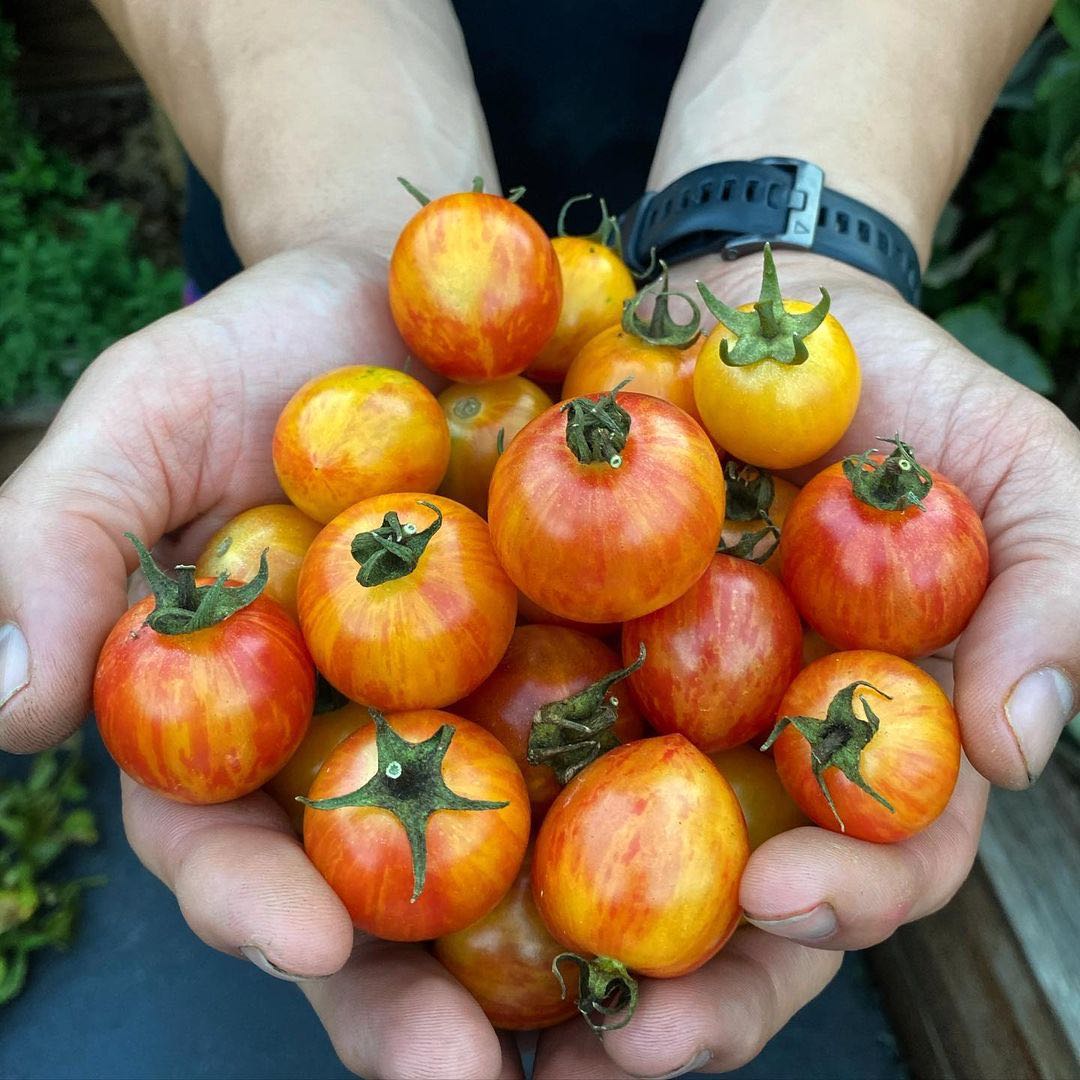 日出大黄蜂番茄种子盆栽蔬菜种子家庭园艺种植可留种传家宝多汁