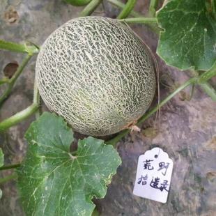 可口奇甜瓜10粒 脆甜多汁 中早熟 适合家庭园艺种植