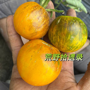 克拉玛依暮霭3粒（荒野拾遗录）满39包邮