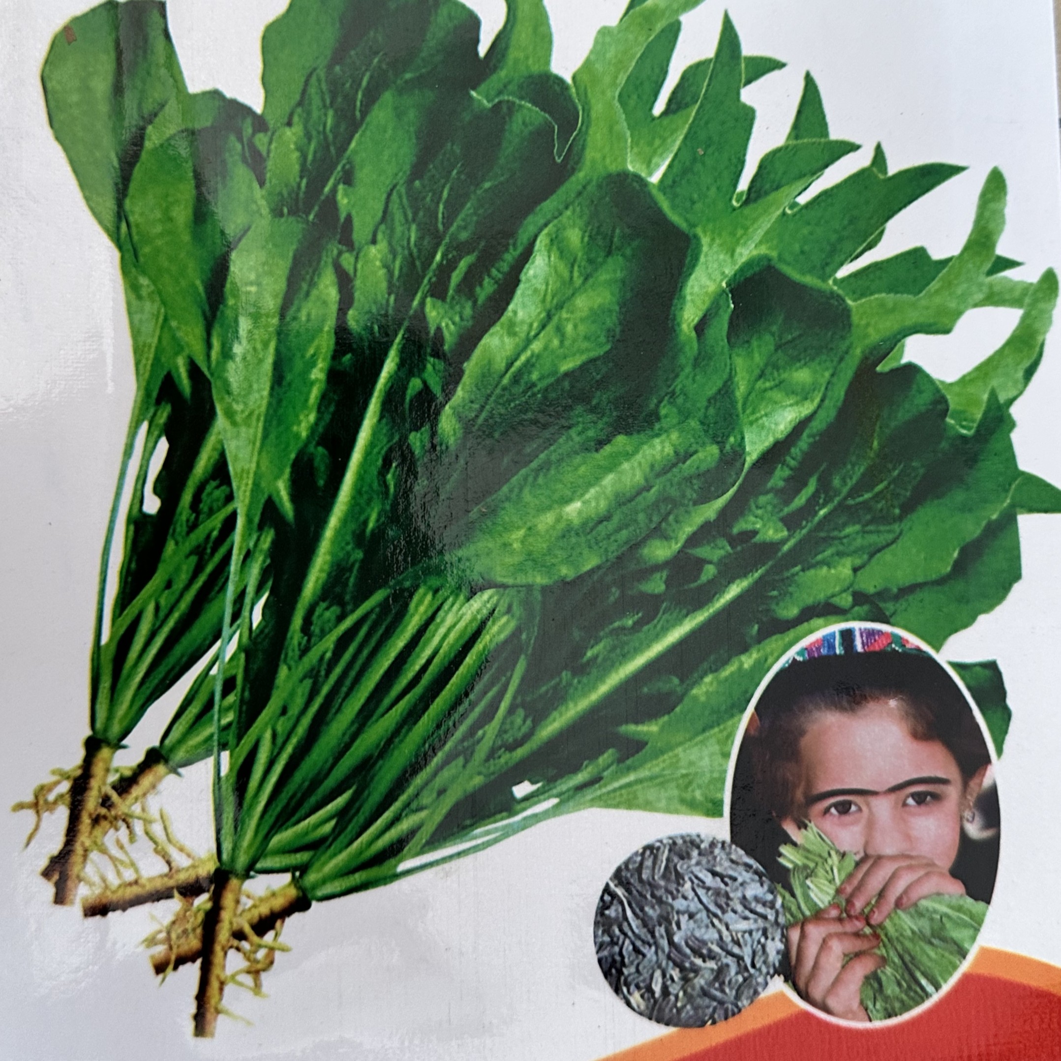 新疆奥斯曼草生眉草乌斯曼草种子 生眉毛防脱生发 浓密黑眉毛