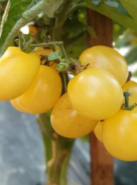 矮人本戈迪月亮 Dwarf Bendigo Moon 传家宝番茄种子矮化番茄盆栽