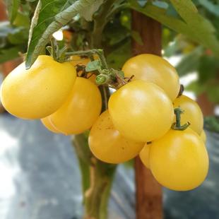 矮人本戈迪月亮 Dwarf Bendigo Moon 传家宝番茄种子矮化番茄盆栽