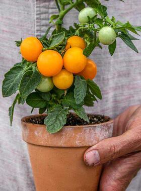 【微型】橙色帽子3粒 迷你适合盆栽阳台