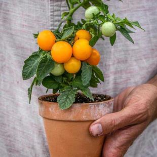 【微型】橙色帽子3粒 迷你适合盆栽阳台