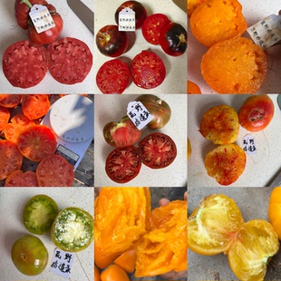 大果番茄合集  合适生吃烹饪 庭院露台种植 荒野拾遗录