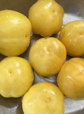 荒野T22-05【自培稳定未知】3粒（荒野拾遗录）满39包邮，产量好