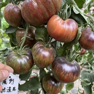 致敬维多利亚F6代花青素番茄种子5粒庭院露台种植