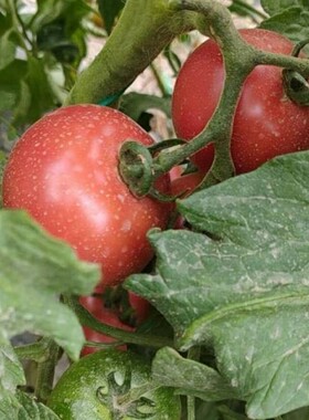 就是好吃口感番茄 桃太郎种子5粒 清一色好评 庭院种植 满39包邮