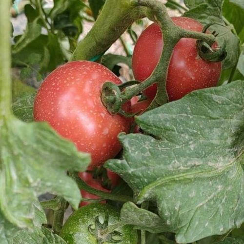 就是好吃口感番茄 桃太郎种子5粒 清一色好评 庭院种植 满39包邮