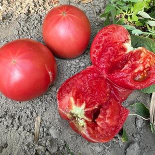 东北老番茄品种 辽园多丽 沙瓤番茄品种种子 适合小家庭院种植