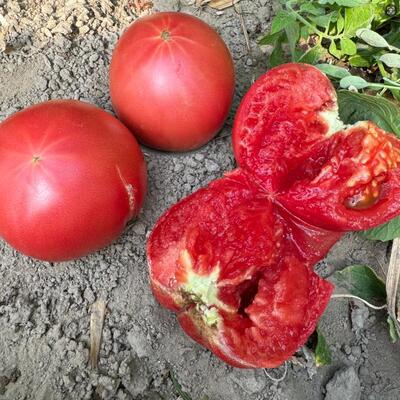 荒野拾遗录老品种番茄种子