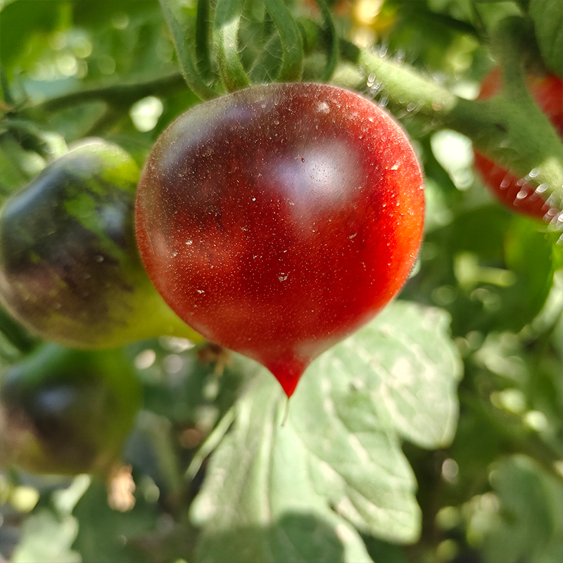 H34rot  3粒 庭院露台种植盆栽(荒野拾遗录)满29包邮