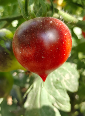 H34rot  3粒 庭院露台种植盆栽（荒野拾遗录）满29包邮