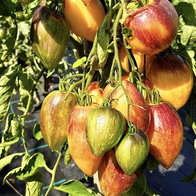 非常甜的蓝调番茄种子5粒 甜美多汁 家庭园艺种植可留种 满29包邮