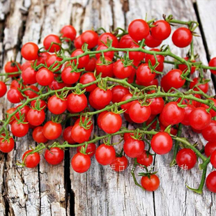 甜豌豆约20粒（荒野拾遗录）满29包邮