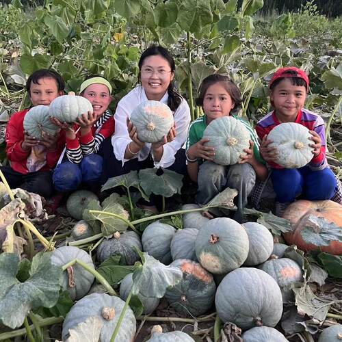 正宗新疆金丝栗板栗南瓜宝宝辅食，新疆发货包邮