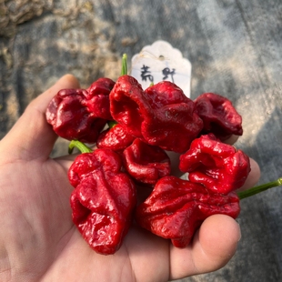 特立尼达莫鲁加蝎子辣椒种子 高辣度 稀有 家庭盆栽露台阳台种植