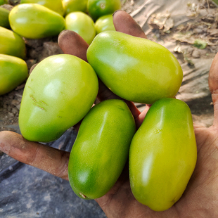 翡翠李子5粒(荒野拾遗录)满29包邮