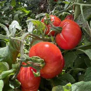 【矮化】爱情之美5粒 Mother’s Love 高产高抗矮化免修剪