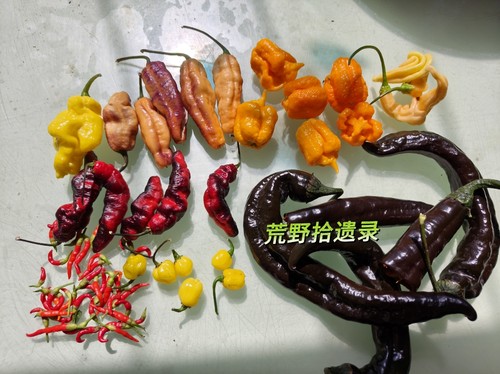 荒野拾遗录辣椒品种合集阳台盆栽庭院家庭园艺种植