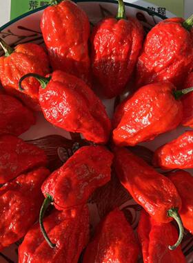 印度魔鬼椒辣椒种子特辣变态辣超辣蔬菜种苗籽种孑家庭种植园艺