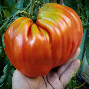 古老的心脏番茄种子3粒适合家庭小院种植 满29包邮