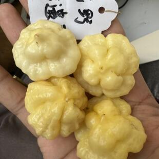 KS 柠檬星爆 ks lemon starburst 稀有新品种辣椒 盆栽美味庭院种