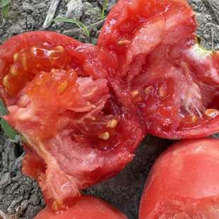 沙瓤中果 萨顿桃吻种子5粒 高产 德国番茄品种 古老