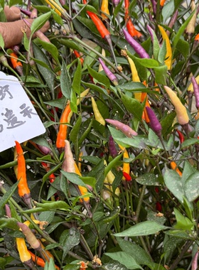 毛伊岛紫椒 Maui Purple Hot Peppers 观赏食用盆栽家庭园艺种植