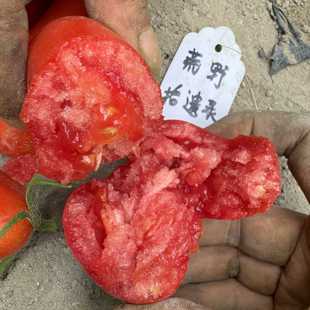 【改良版】圣马尔扎诺 意大利传家宝番茄 矮化型 免修剪