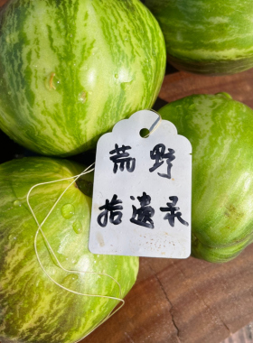 VT16战斗机梨型（5粒种子）花青素番茄种子庭院种植露台