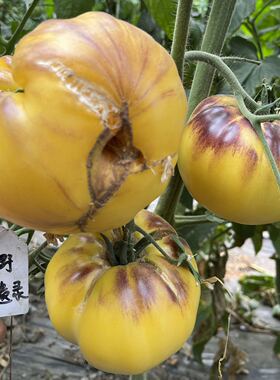 大白鲨番茄种子5粒花青素黄色番茄庭院种植露台盆栽