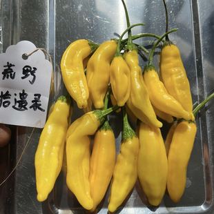 柠檬滴辣椒5粒(柠檬糖果辣椒)荒野拾遗录庭院种植