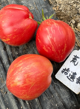 【矮化型】电光粉种子3粒 Dwarf Electric Pink 庭院露台盆栽