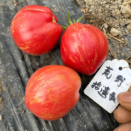 矮化型电光粉种子3粒露台盆栽