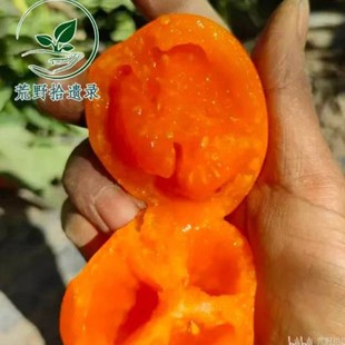 自封顶番茄品种,老品种 黄色果酱5粒(荒野拾遗录)满29包邮