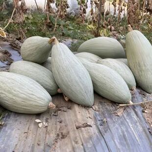 正宗新疆贵妃南瓜可留种子，瓜瓤刮干净烹饪宝宝辅食新疆发货包邮