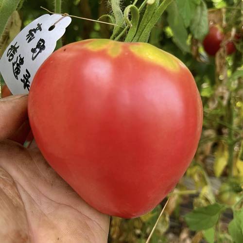 庭院种植巨型牛心番茄弗莱肯博克