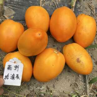 泰加林黄金 Таежное Золот 自封顶番茄品种适合庭院