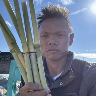 甜杆种子北方甘蔗种子高粱杆种子高糖度甜脆多汁儿时回忆甜棒